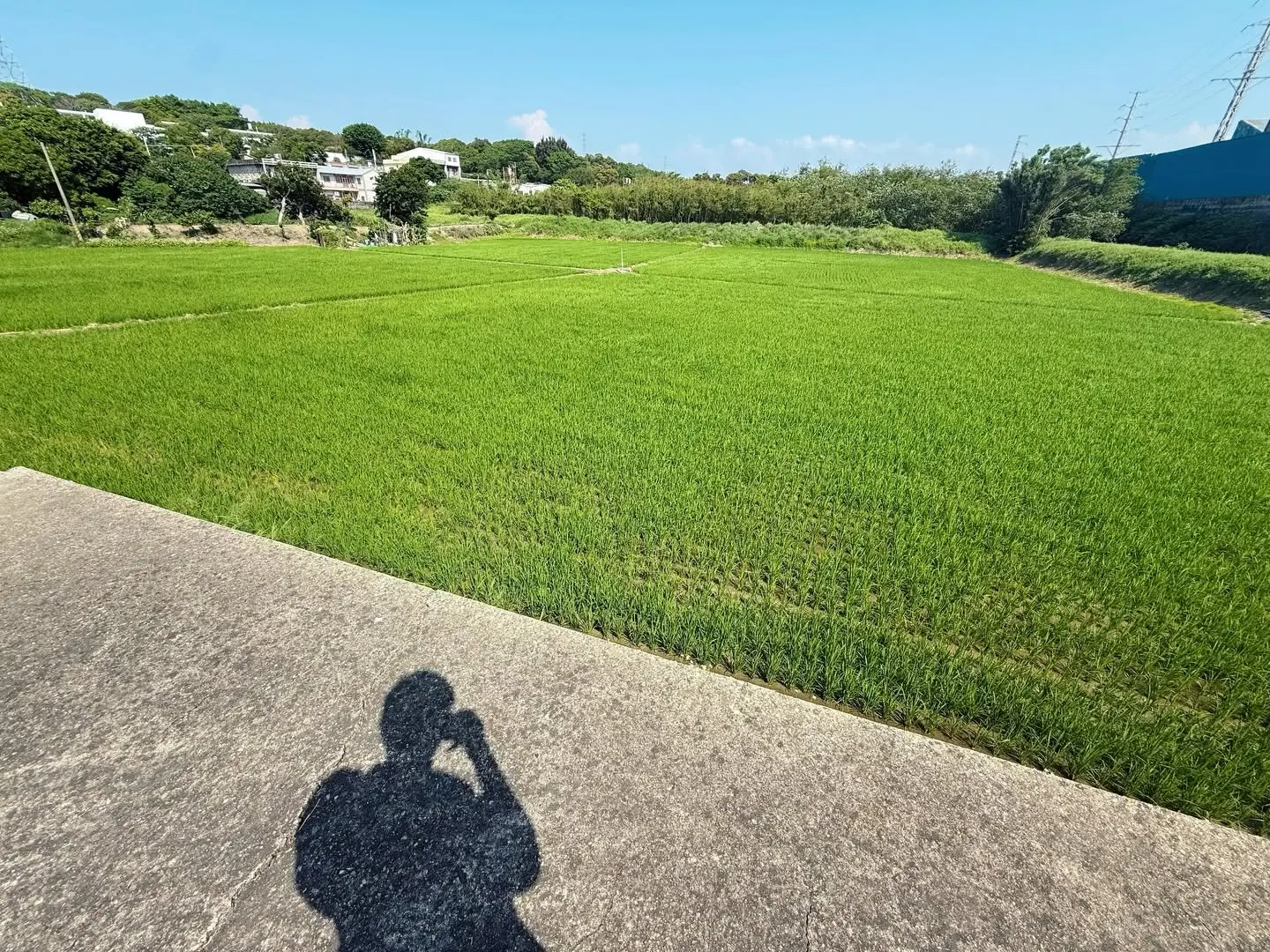 白沙屯進香行經通霄，藍天下的翠綠稻田與香燈腳的影子
